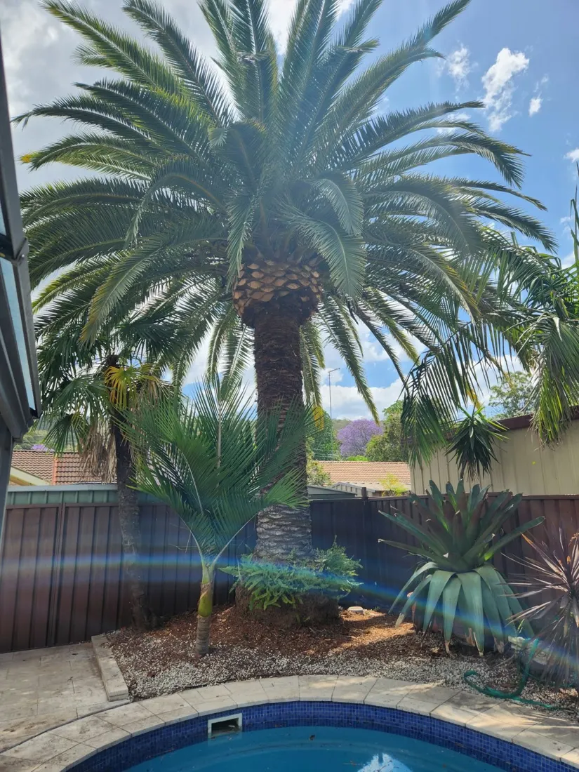 Canary Island date palm: after