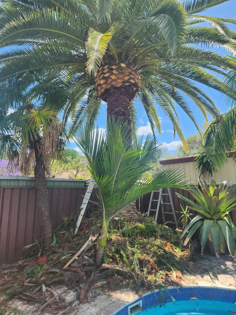 Canary Island date palm: during the job