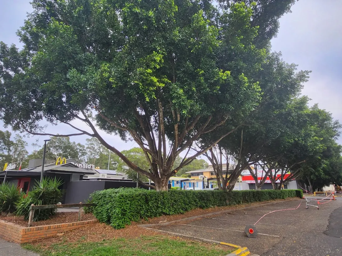 Commercial car park pruning: after