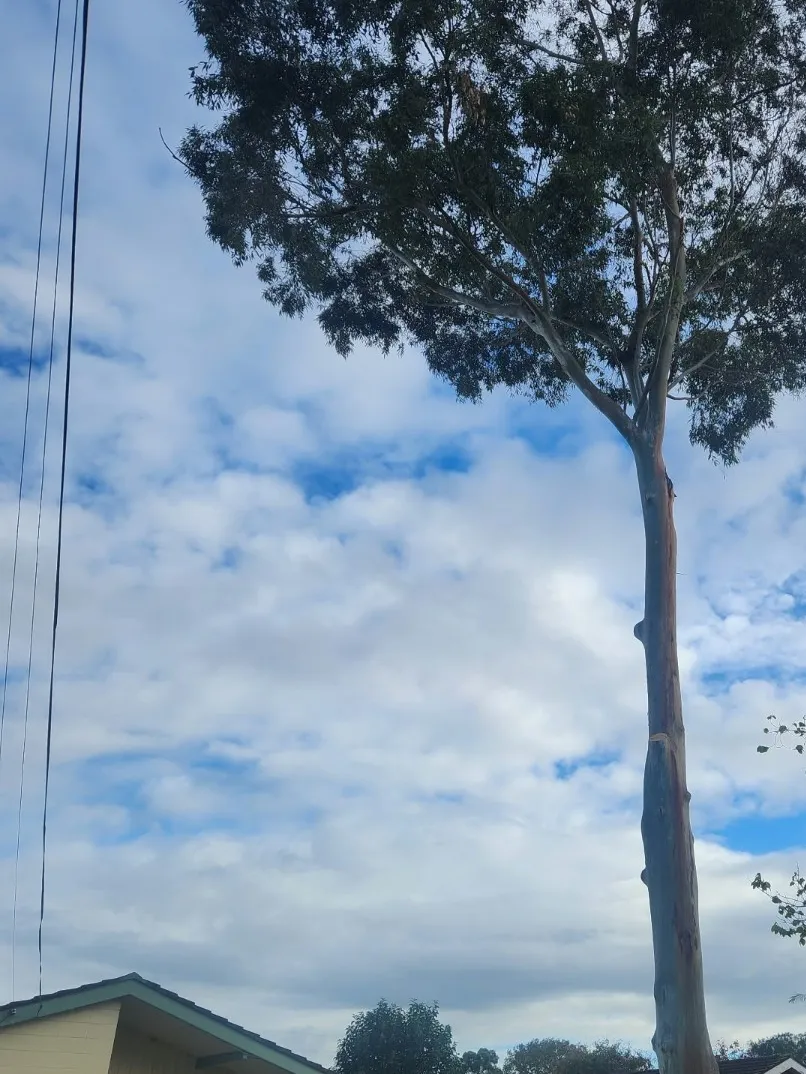 Gum tree pruning: after