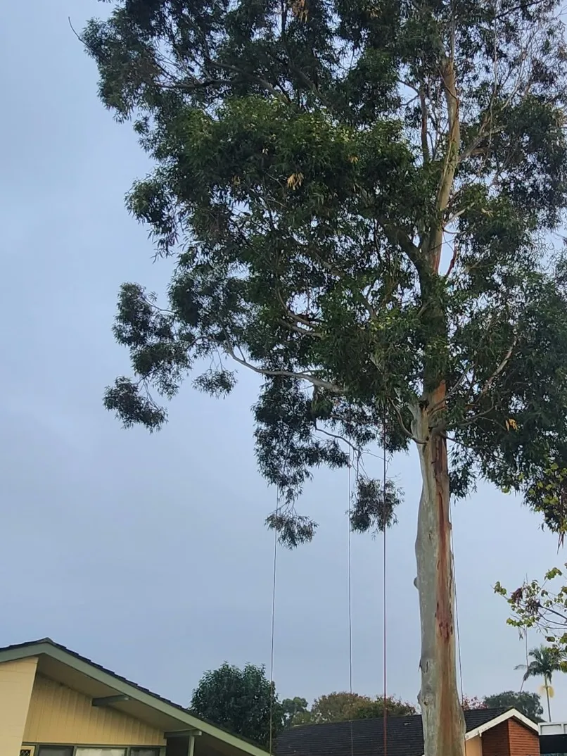 Gum tree pruning: before