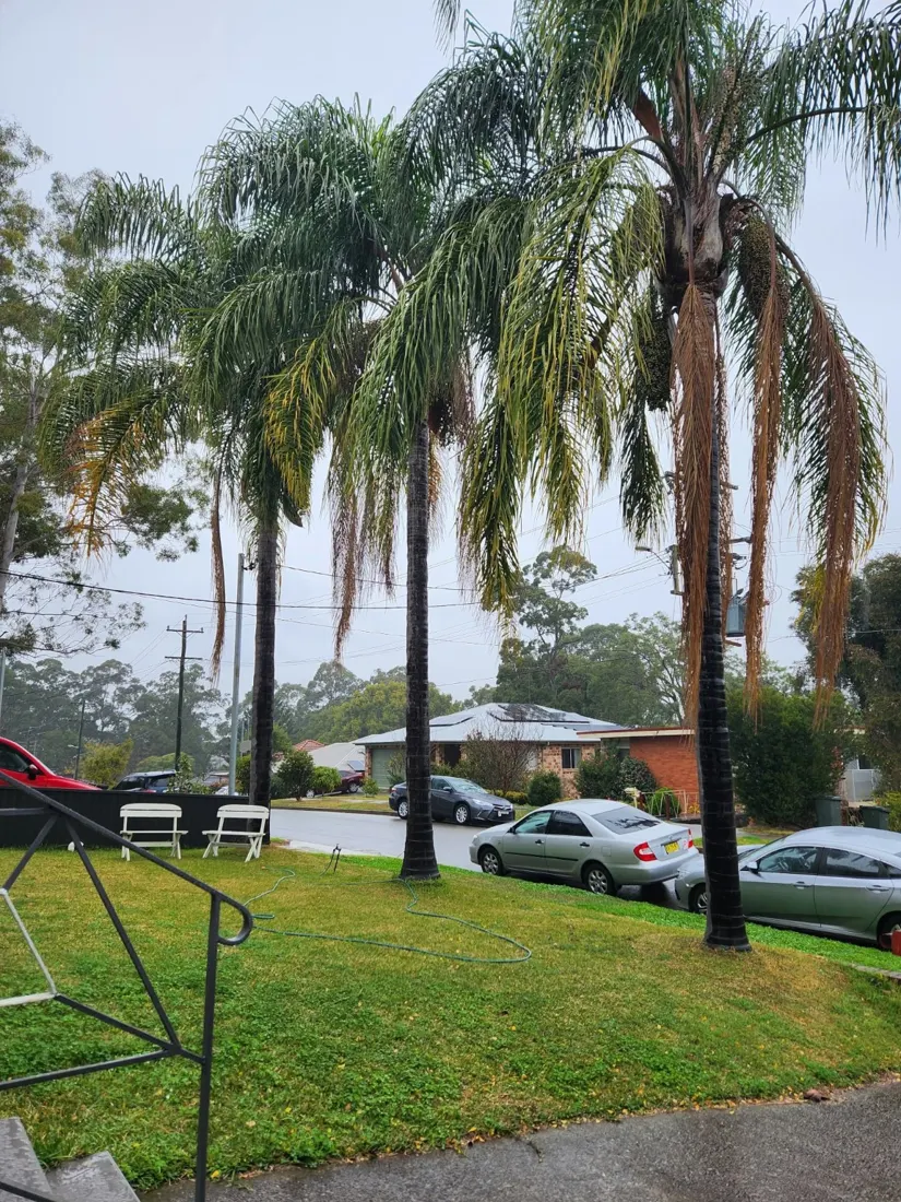 Palm lift: before