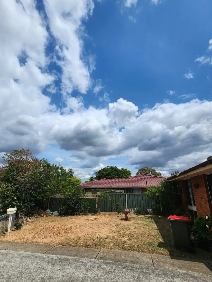 Tree removal: after