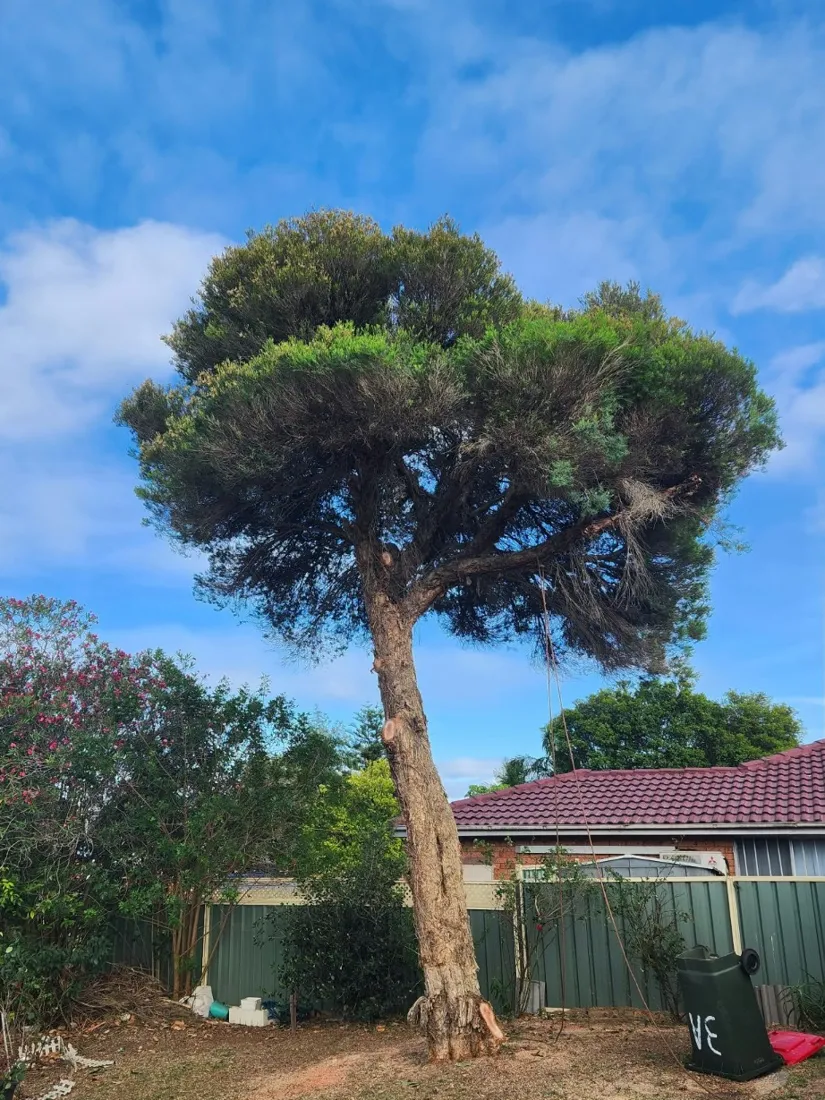 Tree removal: before