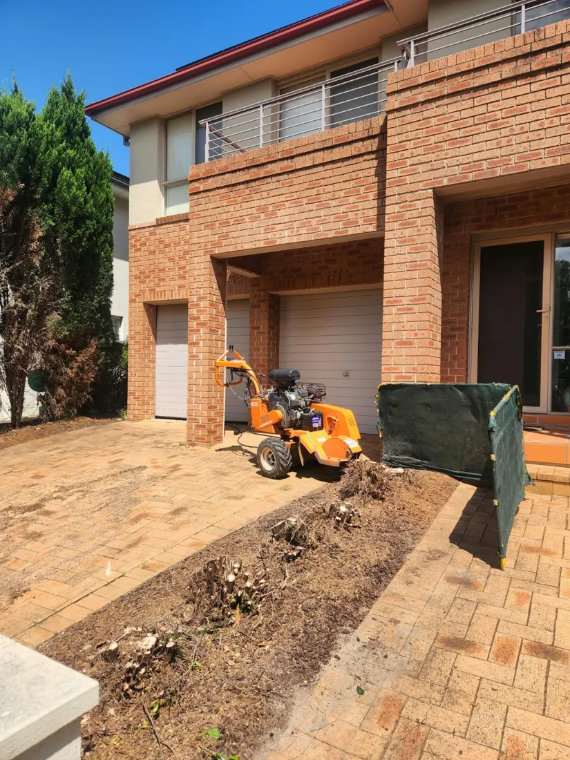 Stump grinding: before